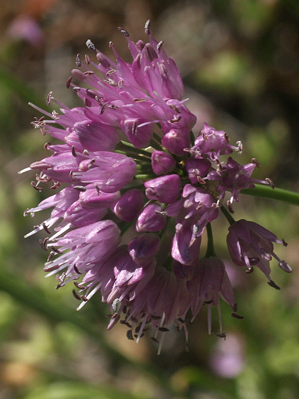 Allium lusitanicum / Aglio montano